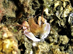 Microprosthema validum