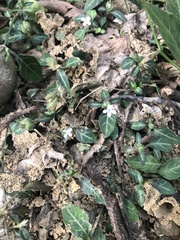 Lepidagathis inaequalis