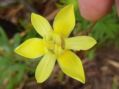 Moraea bituminosa