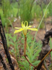 Moraea bituminosa