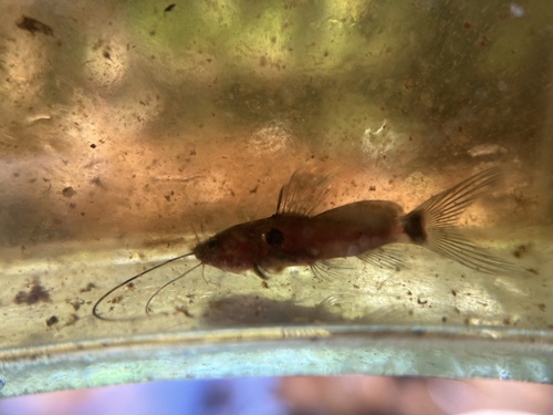 Twospot catfish (Mystus bimaculatus) — Bagridae — 4