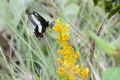 Palicourea rigida
