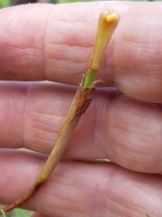 Moraea bituminosa
