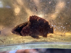 Nandus nebulosus