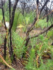 Moraea bituminosa