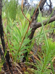 Moraea bituminosa