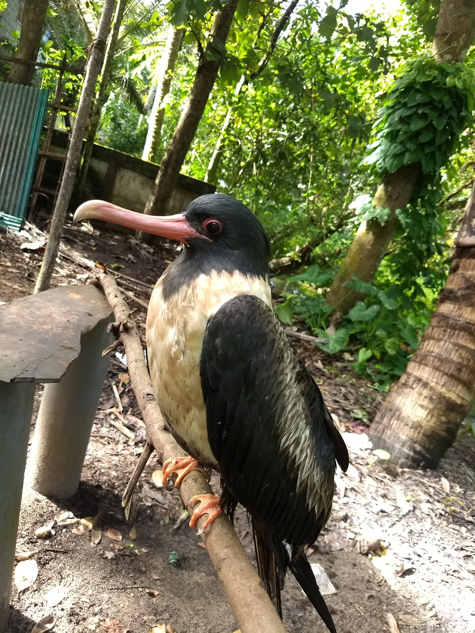 Lesser Frigatebird (Fregata ariel)