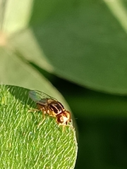 Thaumatomyia glabra