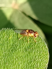 Thaumatomyia glabra
