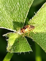 Thaumatomyia glabra