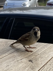 Passer domesticus
