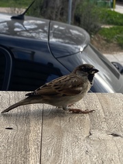 Passer domesticus