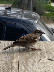 Passer domesticus