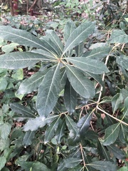 Pittosporum pentandrum