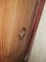 Polypedates megacephalus