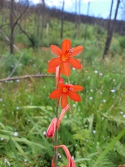 Watsonia angusta