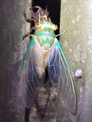 Macrotristria sylvara