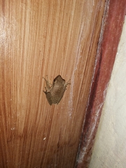 Polypedates megacephalus