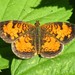 Phyciodes cocyta - Photo (c) Gilles Gonthier,  זכויות יוצרים חלקיות (CC BY)