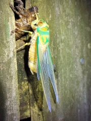 Macrotristria sylvara