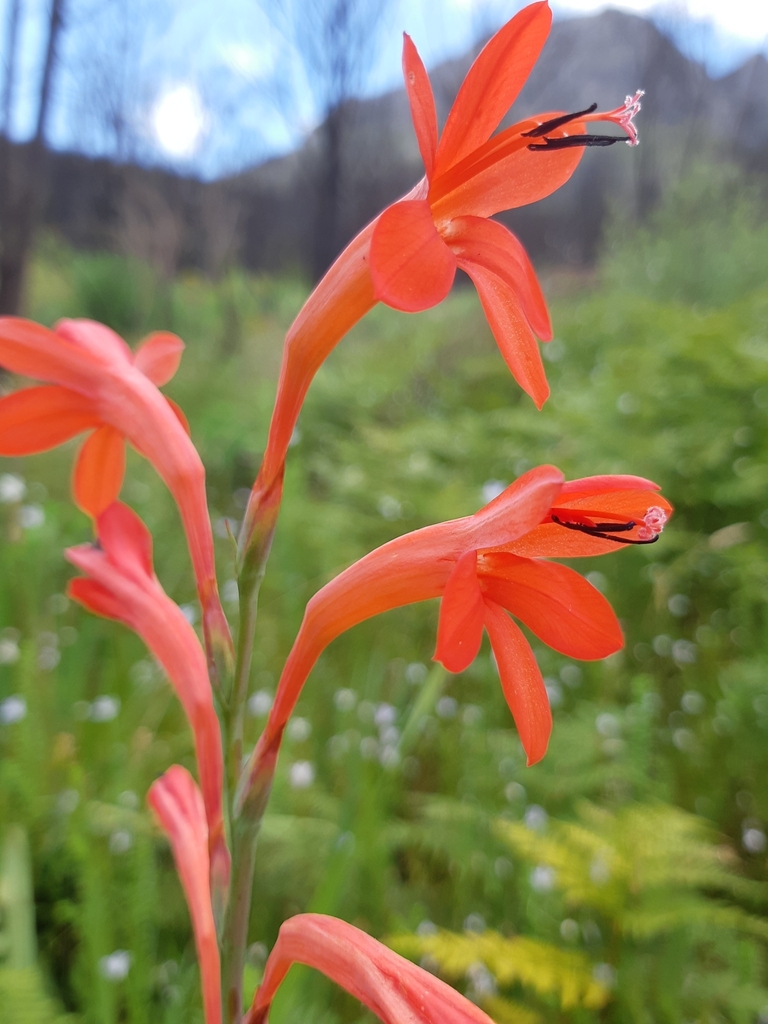 Narrow Watsonia