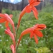 Watsonia angusta - Photo (c) Martine Robinson, μερικά δικαιώματα διατηρούνται (CC BY-NC), uploaded by Martine Robinson
