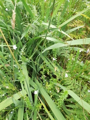 Watsonia angusta