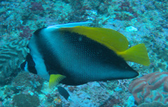 Heniochus singularius