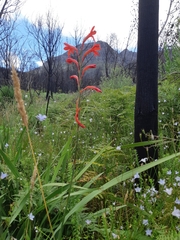 Watsonia angusta