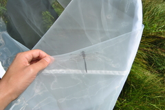 Somatochlora arctica