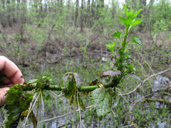 Urtica kioviensis