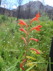 Watsonia angusta
