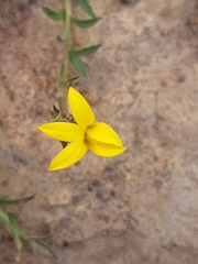 Monopsis lutea