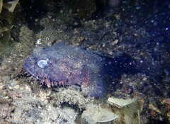 Batrachomoeus dubius