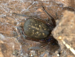 Themacrys irrorata