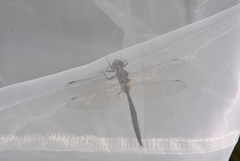 Somatochlora arctica