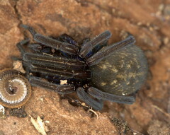 Themacrys irrorata