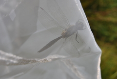 Somatochlora arctica