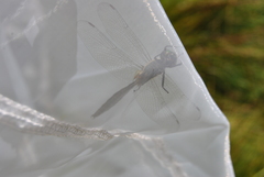 Somatochlora arctica