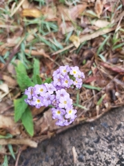 Heliotropium amplexicaule