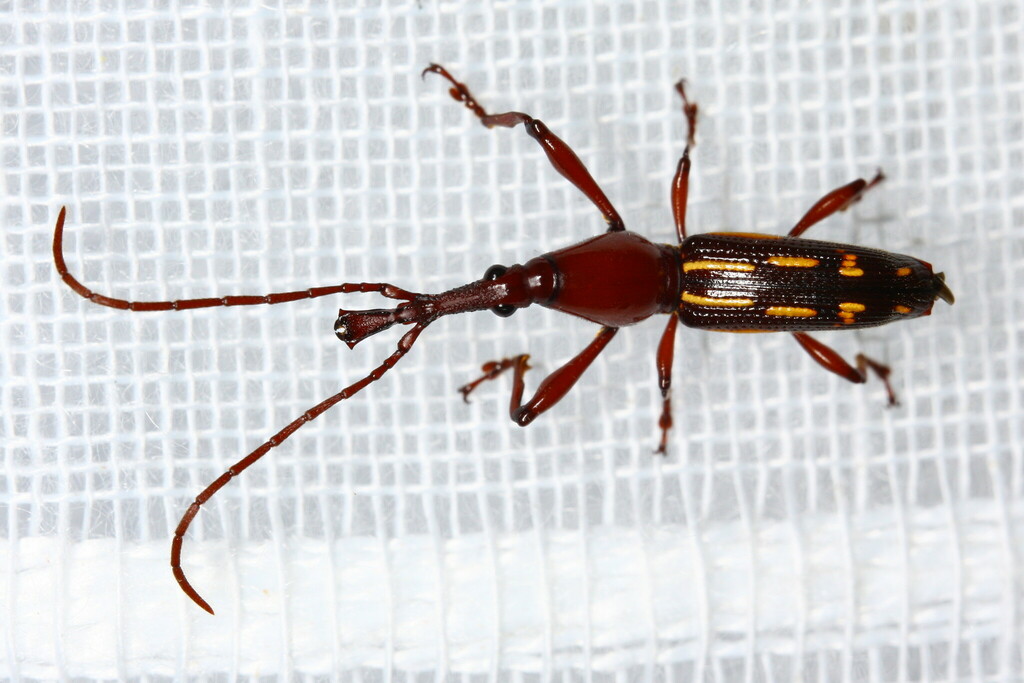 Ectocemus decemmaculatus
