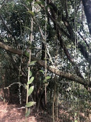 Tarlmounia elliptica