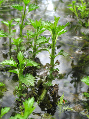 Urtica kioviensis