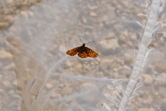 Boloria titania