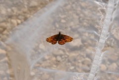Boloria titania