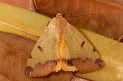 Ophiusa tirhaca