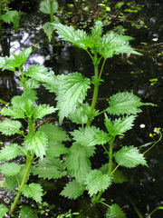 Urtica kioviensis