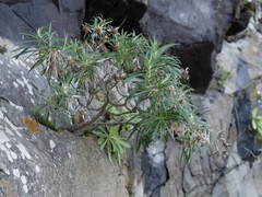 Carlina falcata image