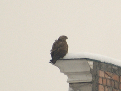 Buteo rufinus