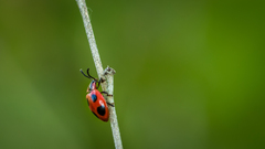 Endomychus coccineus